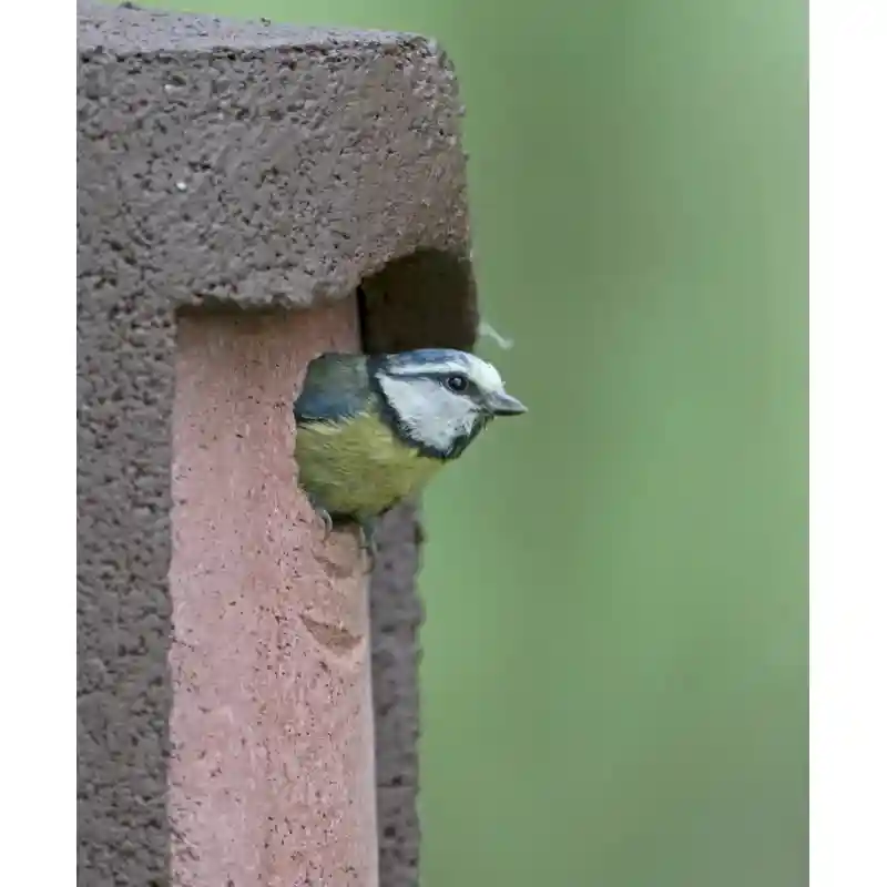 oiseau dans nichoir béton bois